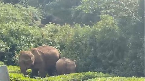 தேயிலைத் தோட்டத்தில் குட்டியுடன் உலவும் காட்டு யானை.