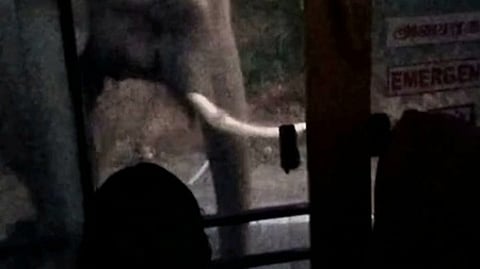 பா்கூா் மலைப் பகுதியில் சனிக்கிழமை இரவு அரசுப் பேருந்தை வழிமறித்த காட்டு யானை.