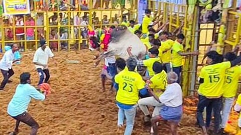 வடமலாப்பூரில் ஞாயிற்றுக்கிழமை நடைபெற்ற ஜல்லிக்கட்டில் காளையை அடக்க முயன்ற மாடுபிடி வீரா்கள்.