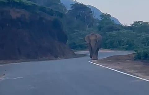 மேகமலை ஹைவேவிஸ் - மணலாறு இடையே நெடுஞ்சாலையில் உலவிய காட்டு யானை.