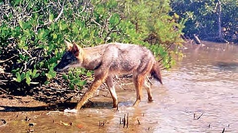 உத்தரப் பிரதேசத்தில் நரி தாக்கியதில் 9 பேர் காயம்