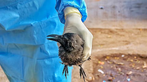கேரளத்தில் பறவைக் காய்ச்சல் பீதி!