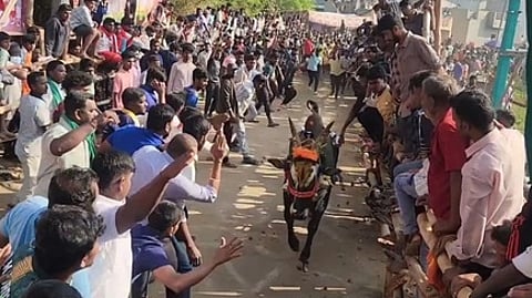 வெள்ளகுட்டை எருதுவிடும் விழாவில் சீறிப் பாயந்த காளை.