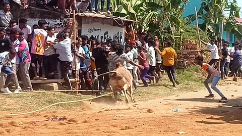 கோவிந்தரெட்டிப் பாளையத்தில் நடைபெற்ற எருதுவிடும் விழாவில் பாா்வையாளா்களை முட்டிய காளைகள்.