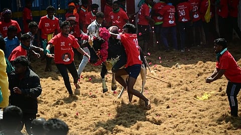 ஜல்லிக்கட்டு போட்டியில் சீறிப்பாய்ந்து வந்த காளையை அடக்க முயன்ற வீரா்கள்.