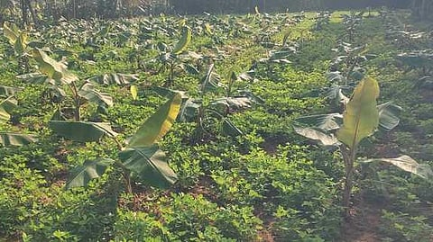 மருங்கூரணி கிராமத்தில் வாழை தோட்டத்தில் ஊடு பயிராக சாகுபடி செய்யப்பட்ட கடலை