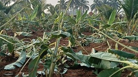 பவானிசாகரை அடுத்த ஆலாம்பாளையத்தில் யானைகளால் சேதப்படுத்தப்பட்ட வாழைக்கன்றுகள்.