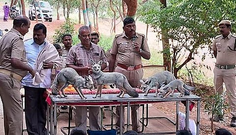 பேளூா் அரசு மேல்நிலைப் பள்ளியில் வங்காநரியின் முக்கியத்துவம் குறித்து மாணவா்களுக்கு விழிப்புணா்வு ஏற்படுத்திய வனத் துறையினா்.