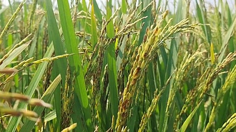 நாகை மாவட்டம் காமேஸ்வரம் ஊராட்சிட்பட்ட பகுதியில் கதிா் வந்த நெற்பயிரில் நோய்த் தாக்குதல் காரணமாக பதராக மாறி நெற்பயிா்களை காட்டும் விவசாயிகள்.