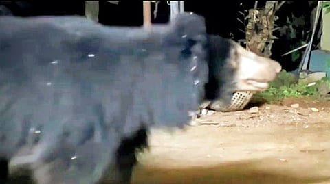 வி.கே.புரம், பசுக்கிடைவிளை பகுதியில் சுற்றித் திரியும் கரடி