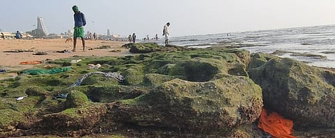 திருச்செந்தூா் சுப்பிரமணிய சுவாமி கோயில் அருகே 60 அடிக்குக் கடல்நீா் உள்வாங்கியதால் வெளியே தெரிந்த பாசி படா்ந்த பாறைகள்.