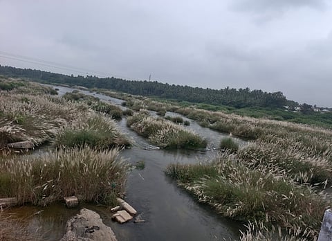 ஆற்றில் வளா்ந்து கிடக்கும் புதா்கள்.