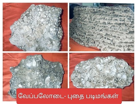 வேப்பலோடை புதை படிமங்கள்.