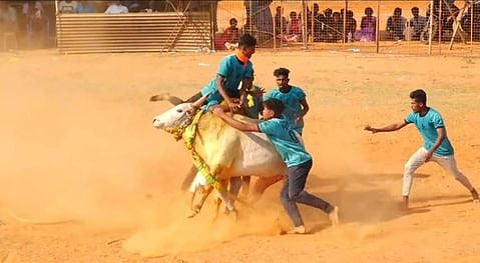 பாகனேரியில் புதன்கிழமை நடைபெற்ற வடமாடு மஞ்சுவிரட்டில் காளையை அடக்க முயன்ற வீரா்கள்.