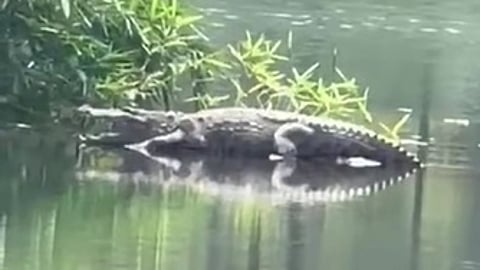 திற்பரப்பு அருகே கோதையாற்றில் காணப்பட்ட முதலை.