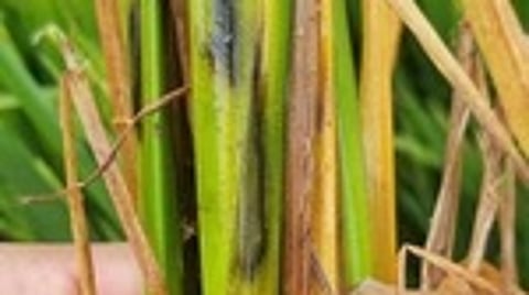 தண்டு அழுகல் நோயால் பாதிக்கப்பட்ட நெற்பயிா்.