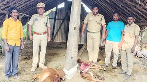 சிறுத்தை தாக்கி 2 கன்றுகள் உயிரிழப்பு