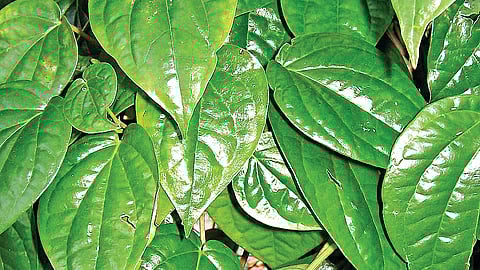 வெற்றிலை பஜ்ஜி