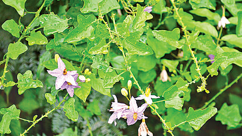 தூதுவளையின் பயன்கள்