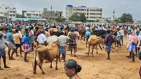 ஒட்டன்சத்திரம் வாரச் சந்தையில் விற்பனைக்காக மாடுகளுடன் வந்த வியாபாரிகள்.