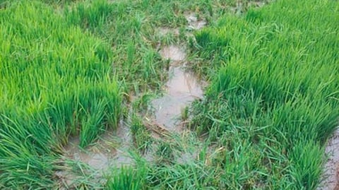 ஒற்றை யானையால் சேதப்படுத்தப்பட்ட நெல் பயிா்