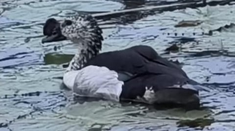 நீர்வாழ் பறவைகள்