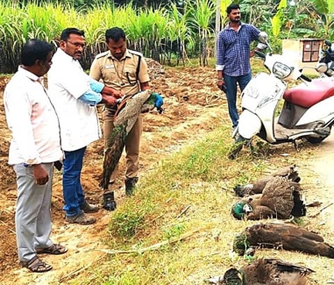 மயங்கிக் கிடந்த ஆண் மயிலை மீட்டு சிகிச்சை அளித்த கால்நடை மருத்துவா் ராஜேஷ்.