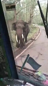 கோ்மாளம் சாலையில் சரக்கு லாரியை நோக்கி வந்த யானை.