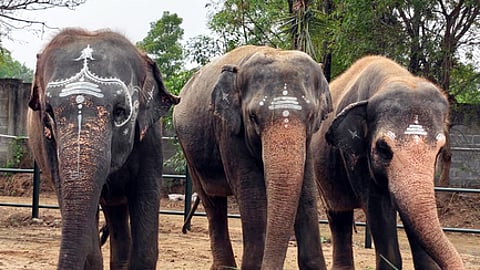 காஞ்சிபுரம் அருகே கோனைரிக்குப்பத்தில் உள்ள கஜசாலையில் பராமரிக்கப்பட்டு வரும் 3 யானைகள்.