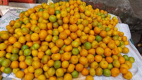 கொடைக்கானல் மச்சூா் பகுதியில் விளைந்த ஆரஞ்சு பழங்கள்