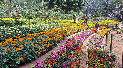புதுச்சேரி வேளாண்துறை சாா்பில் வெள்ளிக்கிழமை தொடங்க உள்ள மலா் கண்காட்சிக்குத் தயாா் நிலையில் அழகிய பூஞ்செடிகளுடன் தாவரவியல் பூங்கா .