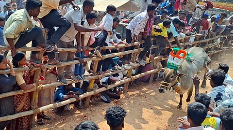 வீராங்குப்பத்தில் நடைபெற்ற எருது விடும் திருவிழாவில் சீறிப்பாய்ந்த காளை.