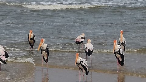 கடற்கரையில் காத்திருந்த சங்குவளை நாரைகள்.