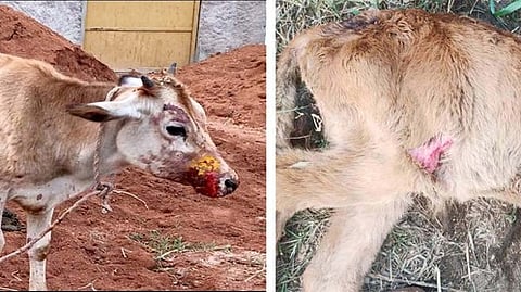 போ்ணாம்பட்டில் தொடரும் சிறுத்தை அட்டகாசம்!