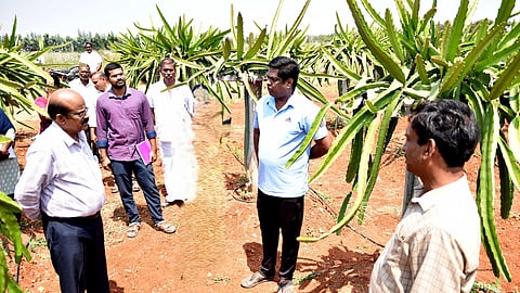 குளித்தலையை அடுத்துள்ள இரணியமங்கலத்தில் டிராகன் பழச் செடி பயிரிடப்பட்டுள்ளதை வியாழக்கிழமை பாா்வையிட்ட மாவட்ட ஆட்சியா் மீ.தங்கவேல்.