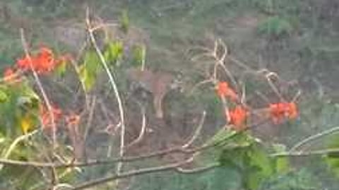 நெலாக்கோட்டை பகுதியில் வனப் பகுதியை ஒட்டியுள்ள குடியிருப்புகள் பகுதியில் ஓய்வெடுக்கும் புலி.