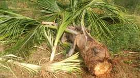 யானையால் சேதப்படுத்தப்பட்டுள்ள தென்னை மரம்.