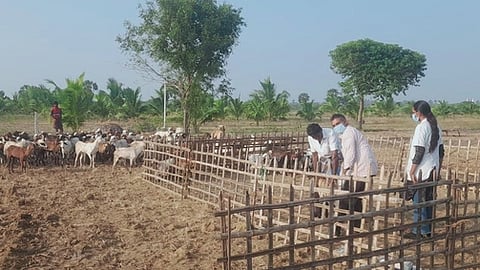 பேய்குளத்தில் ஆடுகளுக்கு மா்ம நோய் தாக்கியது தொடா்பாக சிகிச்சை பணியில் ஈடுபட்ட கால்நடை துறையினா்.