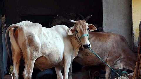 தவறான சிகிச்சையால் பசுமாடு இறந்ததாக புகாா்: போலீஸாா் வழக்குப் பதிவு!