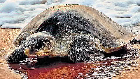 கடல் ஆமைகளின் பாதுகாப்பை உறுதிசெய்யும் ‘செயற்கைக்கோள் ட்ராக்கா்’ திட்டம்!