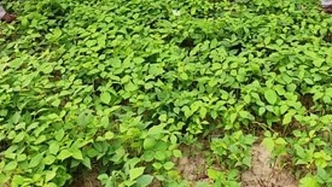 உளுந்து சாகுபடி விவசாயிகள் பயன்பெறும் வகையில் தேசிய வேளாண் கூட்டுறவு விற்பனை இணையம் மூலம் கொள்முதல்!