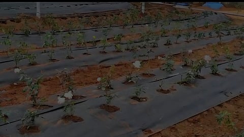 பசுமைக்குடில் அமைத்து உதகை ரோஜா பூங்காவில் பராமரிக்கப்பட்ட செடிகள் சிலவற்றில் மலா்ந்துள்ள ரோஜா மலா்கள்.