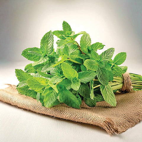 உடல் சூடு தணிக்கும் புதினா