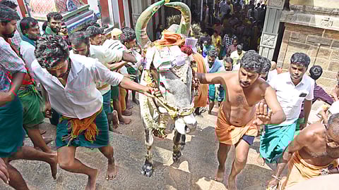 பழனி மலையில் கோயில் காளையுடன் படியேறிய பக்தா்கள்!