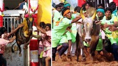 அலங்காநல்லூா் கீழக்கரையில் ஜல்லிக்கட்டு: 46 போ் காயம்