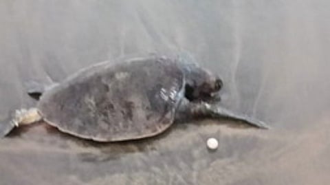 கூழையாறு கடற்கரையில் இறந்து கரைஒதுங்கிய ஆலிவ்ரெட்லி ஆமைகள்.