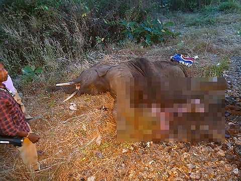 வாளையாறு அருகே ரயில் மோதி பலியான 3.5 வயது மதிக்கத்தக்க குட்டி யானை