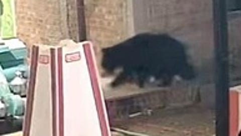 கோயில் வளாகத்திற்குள் நுழைந்த கரடி.