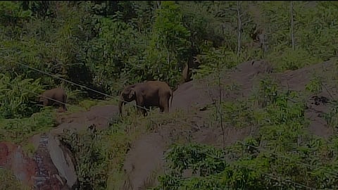 பா்லியாறு பகுதியில் உலவிய காட்டு யானைகள்.