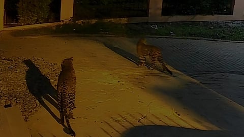 ஜெகதளா குடியிருப்புப் பகுதியில் நடமாடிய சிறுத்தைகள்.